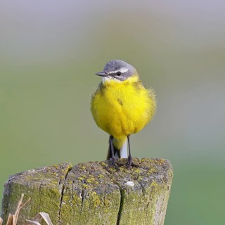 Yellow Wagtail (Motacilla flava) perched on a pasture fence post, Dümmer, Lake Dümmer, Ochsenmoor,