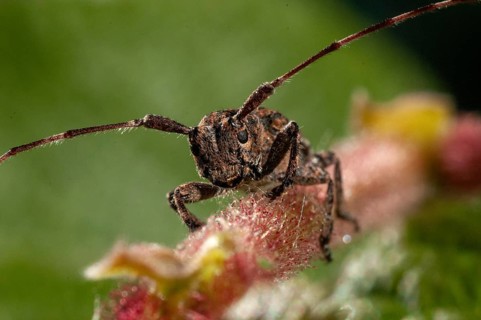 Bind eyeboat, gray-bonded eyespot, mesosa nebulosa, white-clouded longhorn beetle, beetle, longhorn
