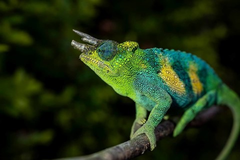 Three-horned chameleon (Trioceros jacksonii), male, Bwindi Impenetrable Forest National Park,