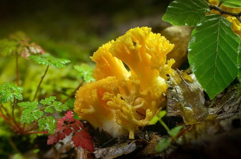 Yellowish coral, yellowing coral, ramaria flavescens, pink coral, fungi, fungi, fungi, mushrooms