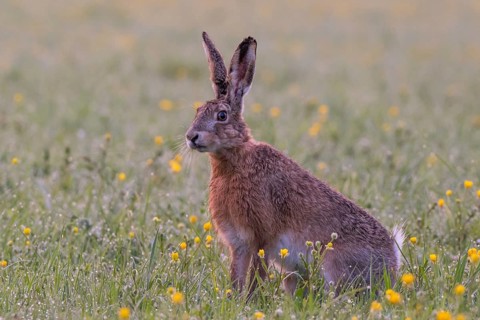 European hare (Lepus europaeus) in wet tall grass, Stuttgart, Rosensteinpark, Baden-Württemberg,