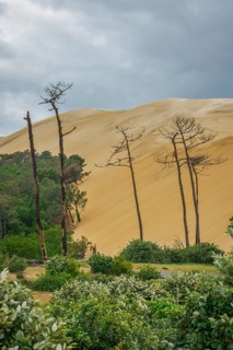 Dead trees in the forest area off the Dune du Pilat near Arcachon on the Atlantic, France