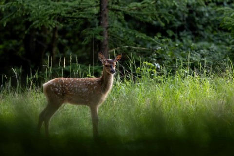 A mouse rustling in the grass arouses the curiosity of the red deer fawn (Cervus elaphus) – sweet,