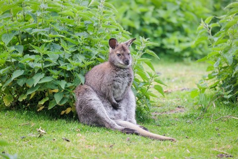 A red-necked wallaby (Macropus rufogriseus) is sitting relaxed in a green meadow with dense