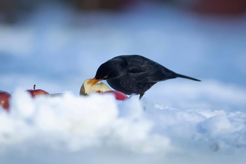 Eurasian blackbird (Turdus merula) adult garden male bird feeding on fruit on a snow covered lawn