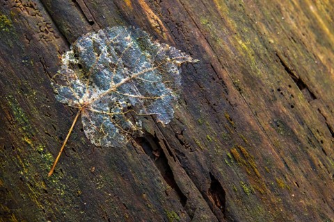 Autumn, leaf, autumn, leaves, impermanence, decay, decomposition