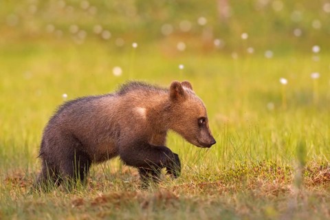 Young brown bear, one year old Young brown bear, one year old