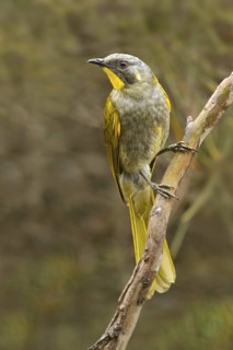 Yellow-throated Honeyeater (Nesoptilotis flavicollis), Tasmania, Australia