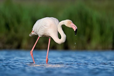 A greater flamingo (Phoenicopterus roseus), standing in the water, Camargue Regional Nature Park,