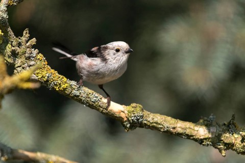 Aegithalos caudate, long-tailed tit, birds, tits, passeri, songbirds, songbirds, tits, birds