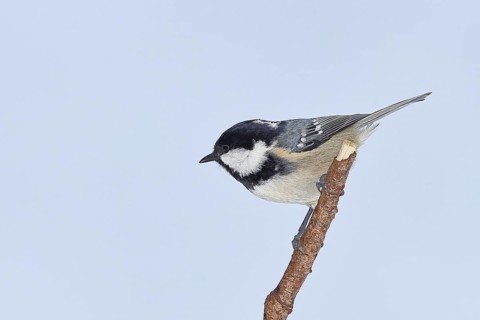 Coal tit (Parus ater), perched on a piece of driftwood covered in lichen, Wilden, North