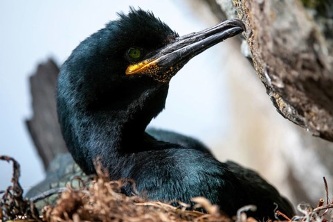 Common Shag, European Shag, Gulosus Aristotelis, Crow Shard, Norway, Phalacrocorax Aristotelis,