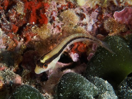 A striped blenny (Parablennius rouxi) swims amongst colourful seaweed on the seabed of the