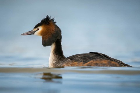 Granelli, Great Crested Grebe, Italy, Pantano Cuba Lagoon, Pantani Cuba and Longarini, Podiceps