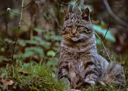 Carnivora, Felis Silvestris, predators, wildcat, FFH, mammals, raptors, mammals