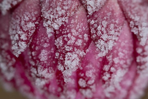 Strawflower (Xerochrysum bracteatum) flower petals covered in frost in winter, England, United