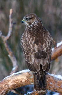 Accipitriformes, Buteo Buteo, buzzard, buzzard, birds of prey, high size, portrait format, raptors,