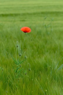 Flanders poppy, corn poppy, corn rose, poppy, poppy, poppy, papaver rhoeas, papaveraceae, common