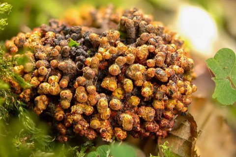 Armillaria ostoyae, Armillaria polymyces, Armillaria solidipes, brown honey mash, dark honey mash,