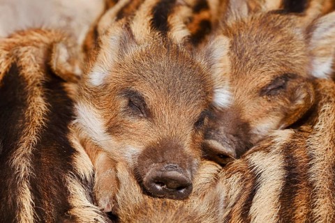 Wild boar (Sus scrofa), piglets huddled close together, North Rhine-Westphalia, Germany