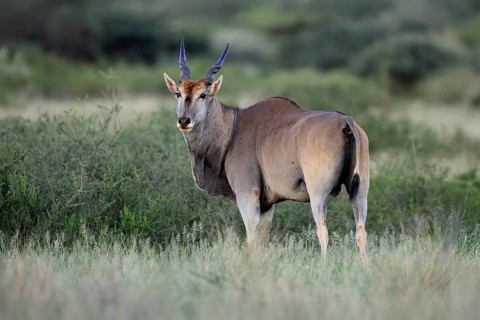 Eland (Taurotragus oryx), adult, alert, foraging, Mokala National Park, Northern Cape, South Africa