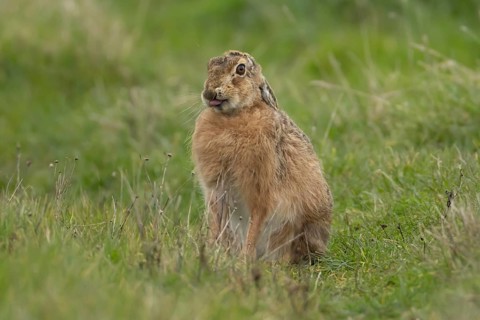 European brown hare (Lepus europaeus) adult animal in grassland, England, United Kingdom