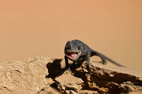 Desert chameleon, Namaqua chameleon (Chamaeleo namaquensis), Namib Desert near Swakopmund, Namibia
