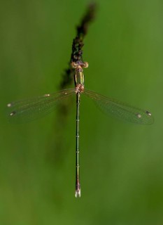 Leste's Barbarus, Migrant Spreadwing, Shy Emerald Damselfly, Southern Emerald Damselfly,