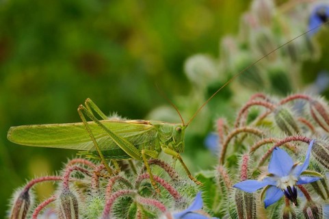 Grasshoppers, Great Green Bush Cricket, Big Hayhorse, Hayhorse, Deciduous Locusts, Singhoppers,