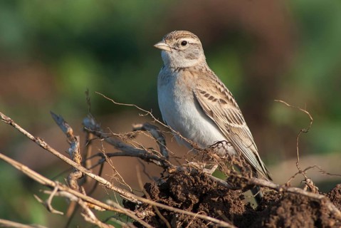 Calandrella brachydactyla, short-toed lark, birds, Bulgaria, larks, passeri, songbirds, songbirds,