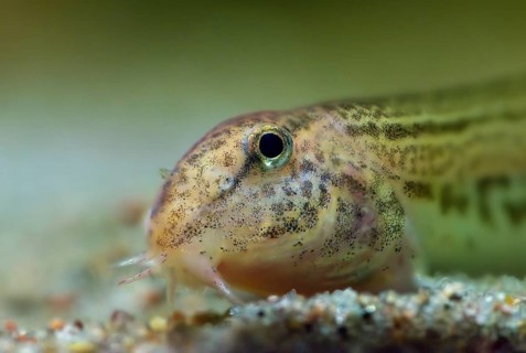 Cobitis taenia, thorny gown, spined loach, spotted weather loach, rock biter, fish, fishes, pisces