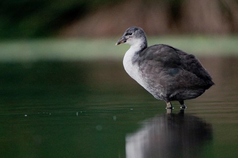 Eurasian Coot coot, fulica atra, birds, coot rail, gruiformes, adolescent, juvenile, crane birds,