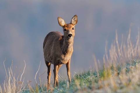 European roe deer (Capreolus capreolus), a doe standing in a meadow, North Rhine-Westphalia,