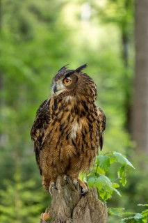 An eagle owl with an alert expression perches on a tree stump, surrounded by woodland and green