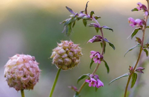 Strawberry clover, spring tooth rust, raspberry clover, odontites vernus, trifolium fragiferum,