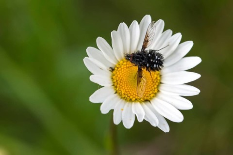 Bombylella atra, Bombyliidae, Bombylius ater, black woolen swan, diptera, insects, two-winged birds