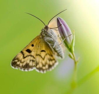 Callistege mi, Euclidia mi, owl butterfly, mother Shipton moth, noctuidae, checktageule, butterfly,