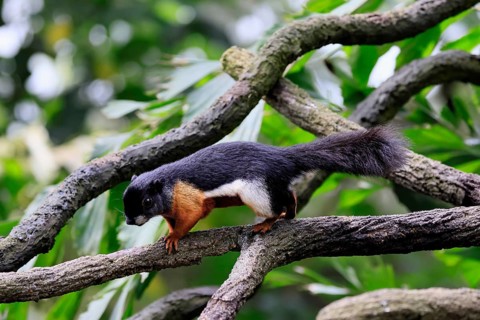 Finlayson's squirrel (Callosciurus finlaysonii), adult, on tree, foraging, Singapore, Southeast