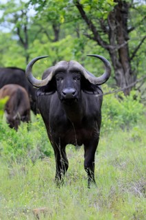 Cape buffalo (Syncerus caffer), adult, standing, alert, Kruger National Park, Limpopo Province,