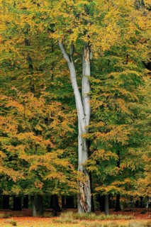 European beech (Fagus sylvatica) in autumn, North Rhine-Westphalia, Germany