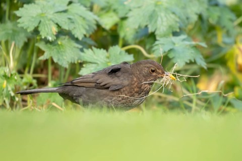 Eurasian blackbird (Turdus merula) adult female garden bird collecting nest material on a grass