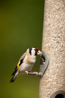 European goldfinch (Carduelis carduelis) adult garden bird feeding on sunflower hearts from a bird