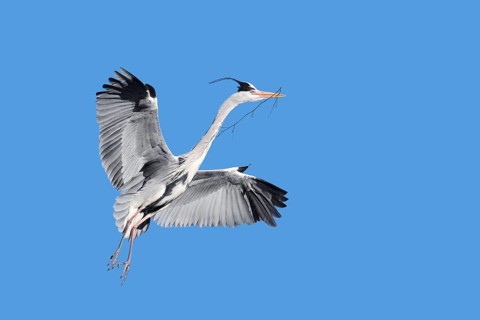 Grey heron (Ardea cinerea) in flight with nesting material in its beak, North Rhine-Westphalia,