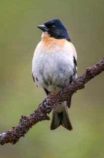 Mountain finch, brambling, Finland, fringilla montifringilla, birds, high size, portrait format,