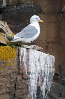 Black-legged Kittiwake, Black-legged Kittiwake, Norway, Rissa Tridactyla, Varanger, Birds,