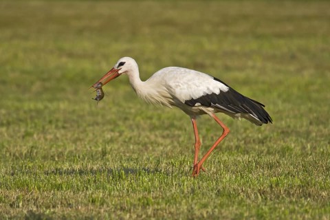 White Stork (Ciconia ciconia) eating a mouse, Bavaria, Germany