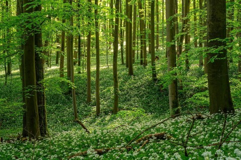 A mystical primeval forest with mighty European beech trees (Fagus sylvatica) and green foliage