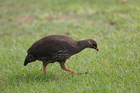 Cape Francolin (Pternistis capensis), adult, running, foraging, Karoo Desert Botanic Garden,