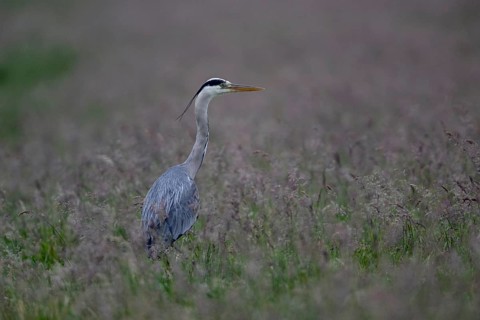 Grey heron (Ardea cinerea) in a meadow), Lower Saxony, Germany
