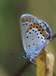 Argus blue, plebeius argus, silver-studded blue, butterfly, high size, portrait format, insects,